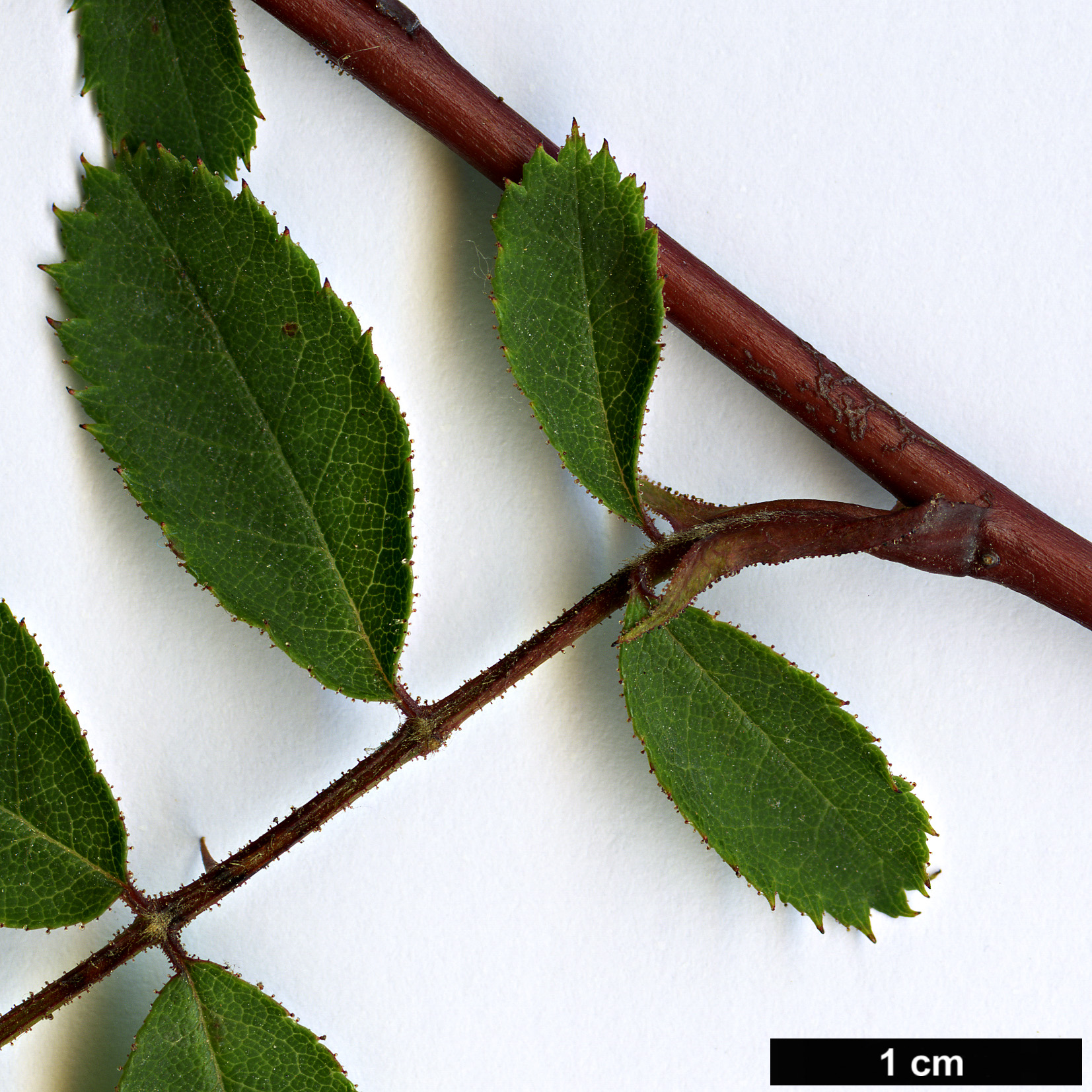 High resolution image: Family: Rosaceae - Genus: Rosa - Taxon: pendulina - SpeciesSub: f. pyrenaica